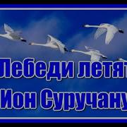 Ион Суручану Ян Райбург Лебеди Летят