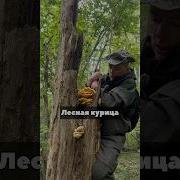Деревянная Зима Курицы