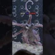 Chobotnice