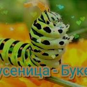 Песни Гусеница Из Шоу Маска 4 Сезон 1 Выпуск