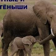 Умный Ребёнок Домашние Животные