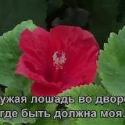 Своей Хорошенькой Жене Сказал С Упреком Я