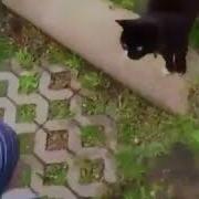 Спроси Как Дела Кошечка