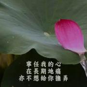 不装饰你的梦