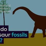 Fossils