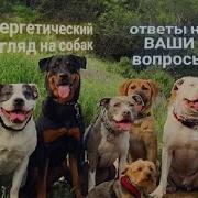 Энергоинформационный Гипноз Собака