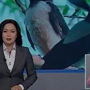 Алла Деген Сөзді Айтқан Құс
