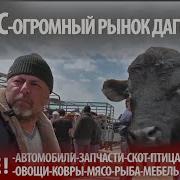 Скотний Ринок В Манасе Дагестана