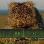 Wombat Noise