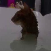 Кот В Воде И Под Водой
