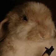 Кроличий Костюм