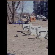 Собака На Качели