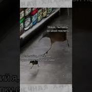 Озвучка Приколы