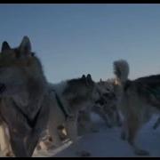 Собаки В Упряжке Собаки В Снегу