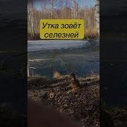 Подсадная Утка Осадка Mp3 Скачать