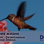 Земля В Цветах А