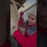 Петух В Деревне