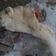 Қишлоққа Бўри Келди Шок Видео
