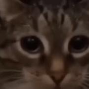 1 Час Наша Раша Держава Наша Cat Version