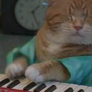 Keyboard Cat Reincarnated