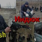 Узбда Индюк Утка Бокиш Яхши Бизнес