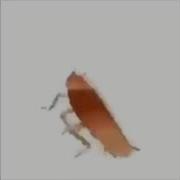 Dancing Roach