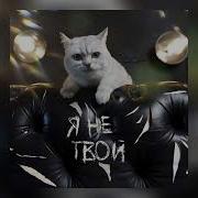 Мистер Кот Я Не Твой