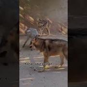 Я Один Как Лев Там Стоял
