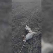 Пошли За Пивом Ржу С Этой Собаки