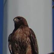 Red Tailed Hawk Lets Out A Piercing Cry Pacificnorthwestkate