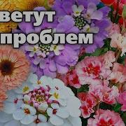 Расцвели В Саду Цветы