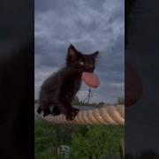 Дарите Жнчинам Цветы