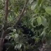 Чон Атам Жана Чон Энем