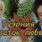 Фф Гуэрния Цветок Любви