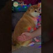 Симпл Димпл Поп Ит Сквиш X Smack My Ass