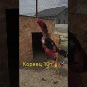 Боевой Питух