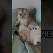 Я Наглый Котик