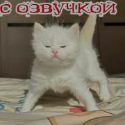 Приколы С Животными