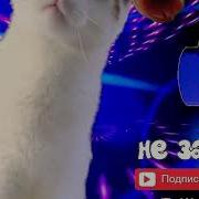 Время И Стекло Топ Пародия Смешные Кошки Поют Времяистеклоикотики