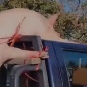 Бедная Свинья В Стрингах