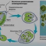 Биология 7 Класс Водоросли