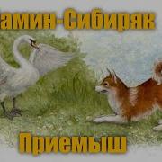 Минин Сиберяк Прийомыш