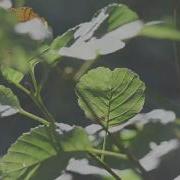 Richi M So Many Things Radio Edit