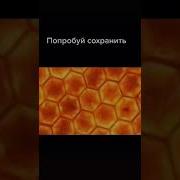Ты Пчела Я Пчелоёб
