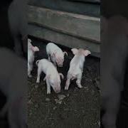 Свинья Опоросилась