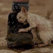 Животные Тоже Плачут Видео До Слёз