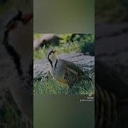 Звук Куропатки Для Охоты