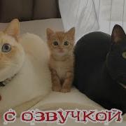 Про Котов С Озвучкой