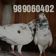 Мачит Харот
