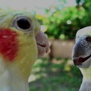 Свист Кореллы Би Хеппи